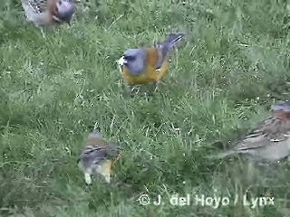 Patagonian Sierra Finch - ML201292681