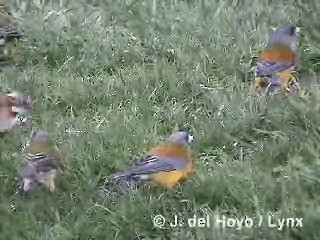 Patagonian Sierra Finch - ML201292691