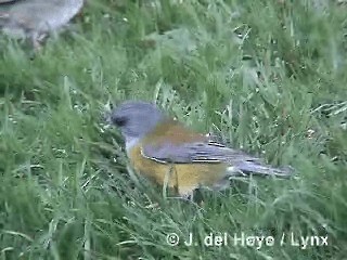 Patagonian Sierra Finch - ML201292701