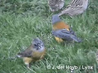 Patagonian Sierra Finch - ML201292711