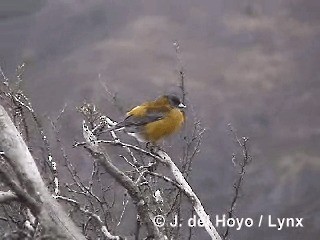 Patagonian Sierra Finch - ML201292721