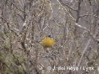 Patagonian Sierra Finch - ML201292741