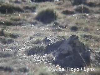 Yellow-bridled Finch (White-tailed) - ML201292771