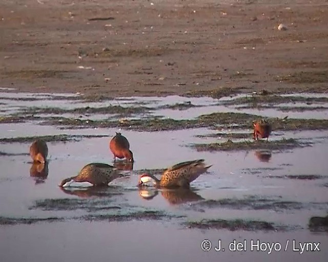 White-cheeked Pintail (White-cheeked) - ML201292781