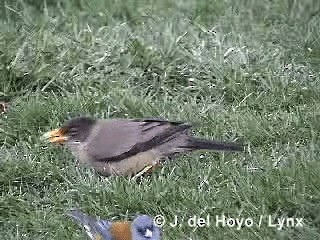 Zorzal Patagón (Patagonia) - ML201292801