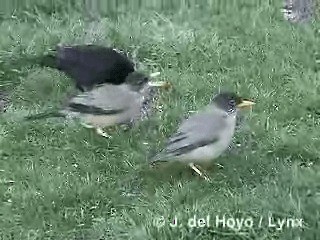 Austral Thrush (Magellan) - ML201292811