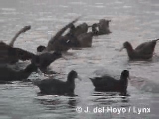 Southern Giant-Petrel - ML201292921