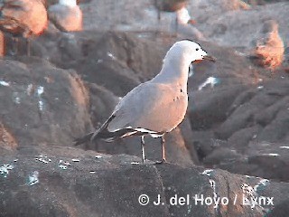 Gray Gull - ML201293011