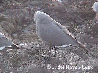 Gray Gull - ML201293031