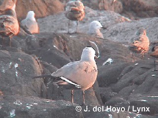 Gray Gull - ML201293041