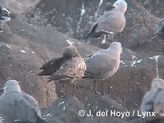 Gray Gull - ML201293061
