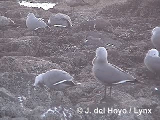 Gray Gull - ML201293071