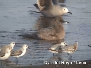 Gray Gull - ML201293101