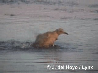 Gray Gull - ML201293111