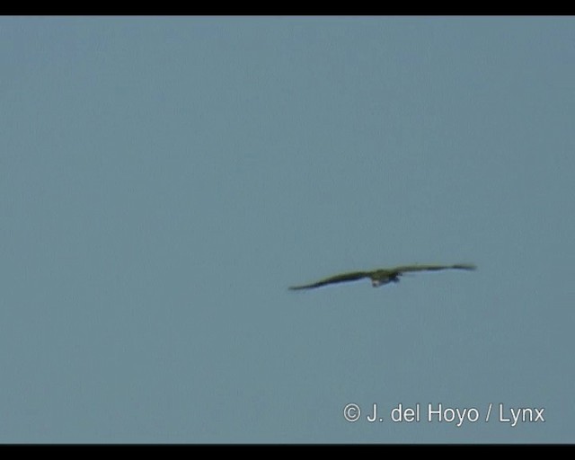 Lappet-faced Vulture - ML201293221