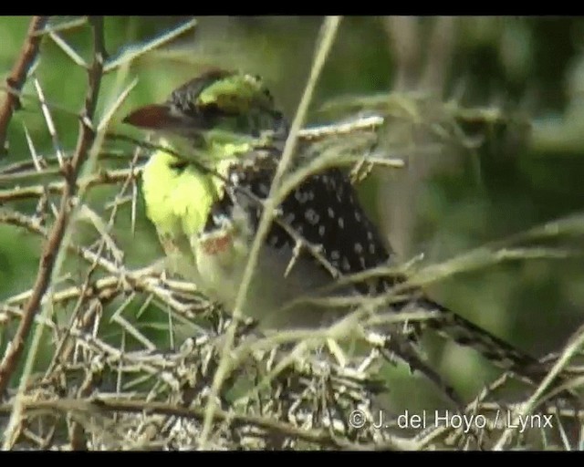 Yellow-breasted Barbet - ML201293231