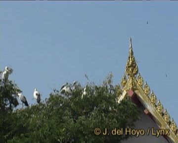 Asian Openbill - ML201293401