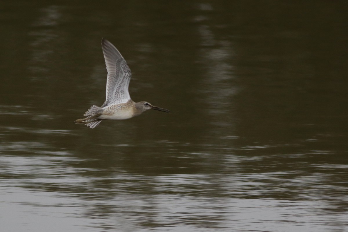 Long-billed Dowitcher - ML20129341