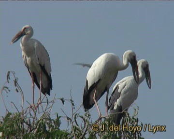 Asian Openbill - ML201293411