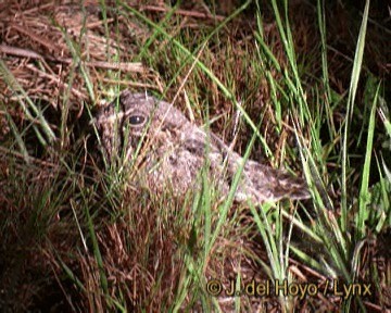 Sickle-winged Nightjar - ML201293471