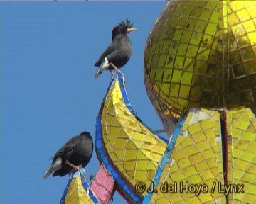 Great Myna - ML201293481