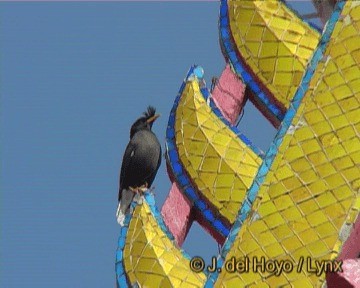 Great Myna - ML201293491