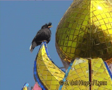 Great Myna - ML201293501