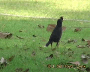 Great Myna - ML201293511