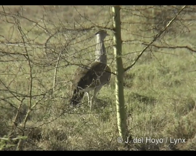 Kori Bustard - ML201293571