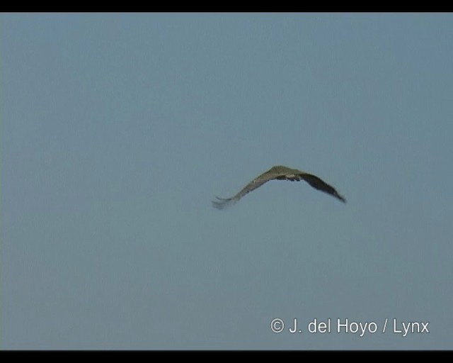 Kori Bustard - ML201293581