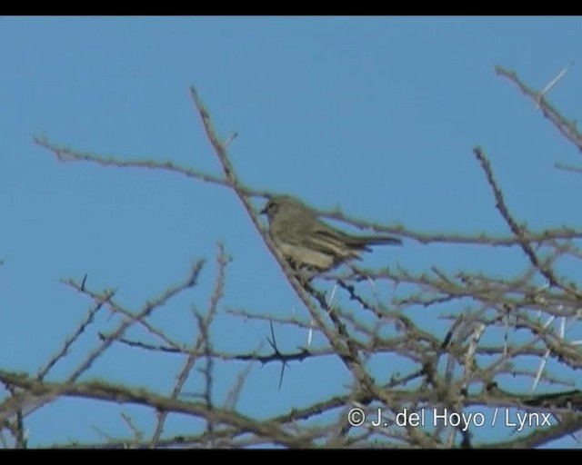 Gobemouche pâle (groupe pallidus) - ML201293591