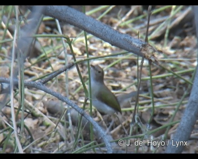 Green-backed Camaroptera (Gray-backed) - ML201293601