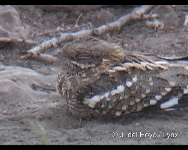 Slender-tailed Nightjar - ML201293611