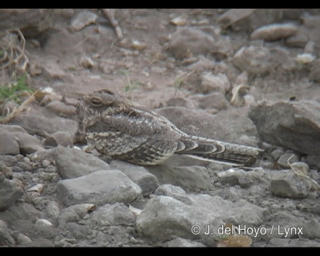 Slender-tailed Nightjar - ML201293631