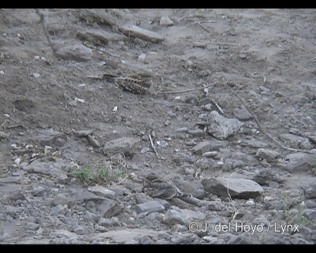 Slender-tailed Nightjar - ML201293641