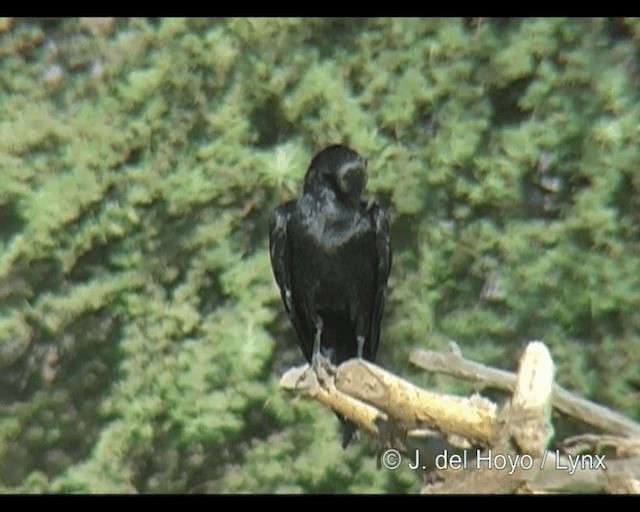 Fan-tailed Raven - ML201293731
