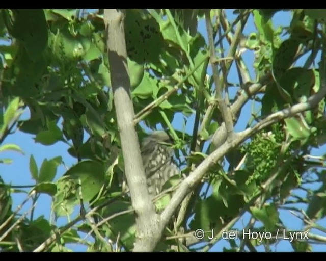 Cardinal Woodpecker - ML201293741