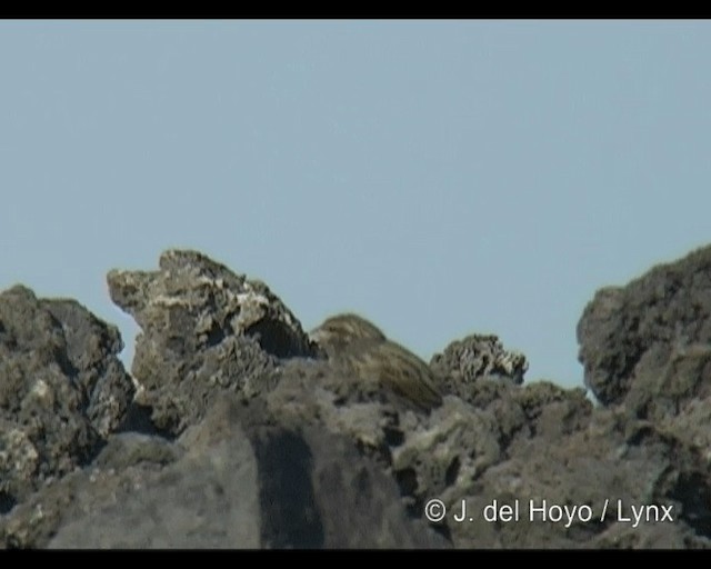 Striolated Bunting - ML201293771