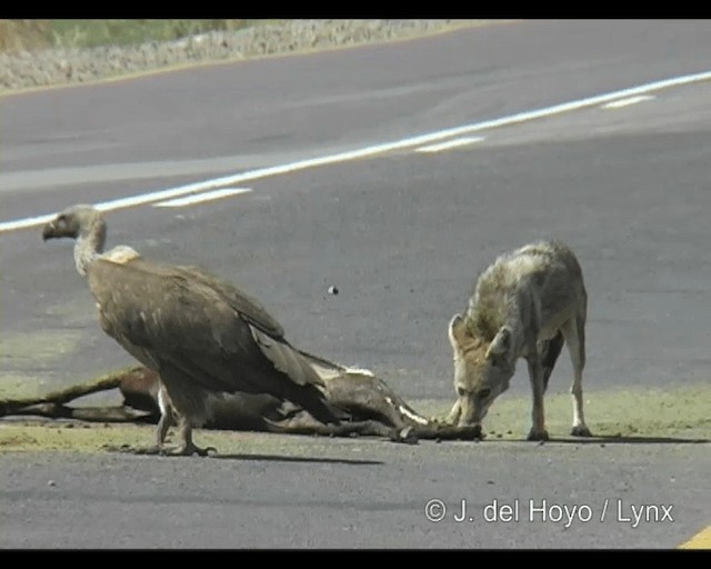 White-backed Vulture - ML201293781