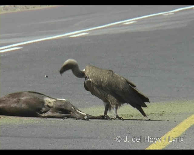 White-backed Vulture - ML201293801