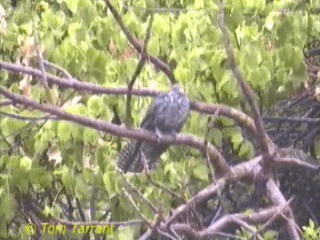 Asian Koel - ML201293811