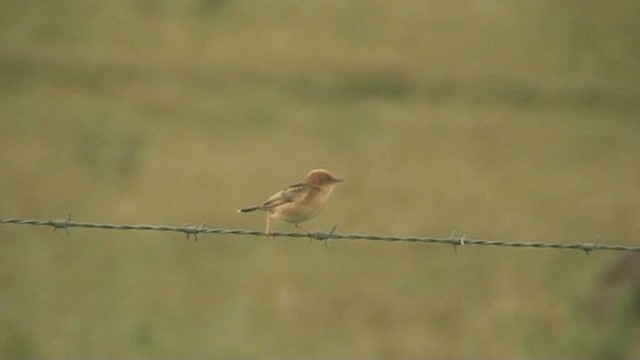 Golden-headed Cisticola - ML201293821