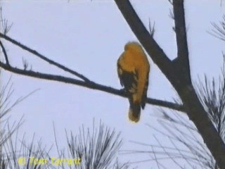 Black-hooded Oriole - ML201293831