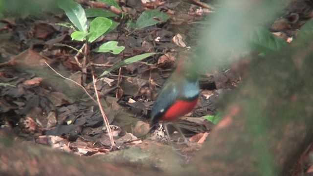 Papua-Blaubrustpitta - ML201293871