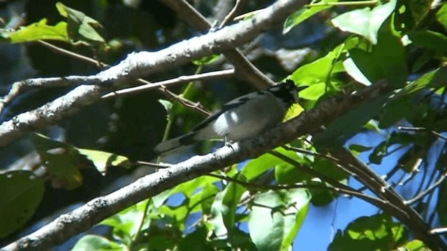 White-eared Monarch - ML201293911