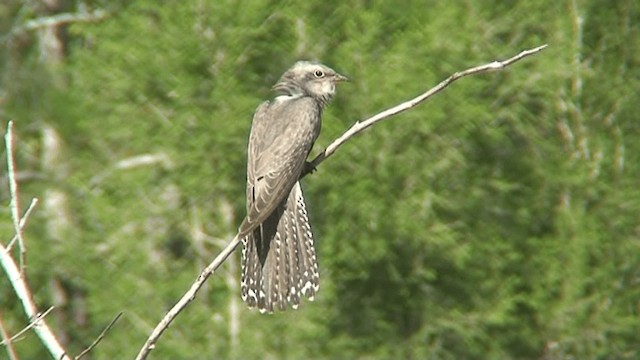 Pallid Cuckoo - ML201293921