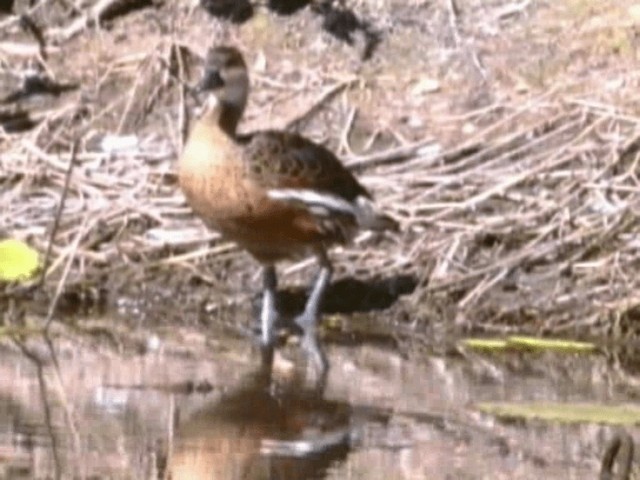 Wandering Whistling-Duck - ML201293951