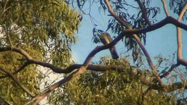 Oriental Cuckoo - ML201294051