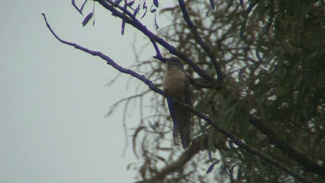 Sahul Brush Cuckoo - ML201294061