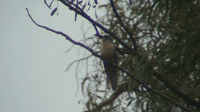 Brush Cuckoo (Australasian) - ML201294061